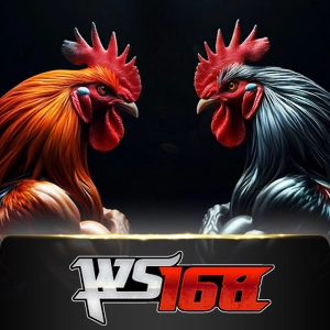 Ws168 Sabung - RIVAL168